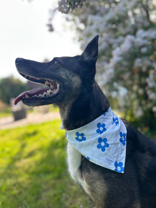 Bandana Blue
