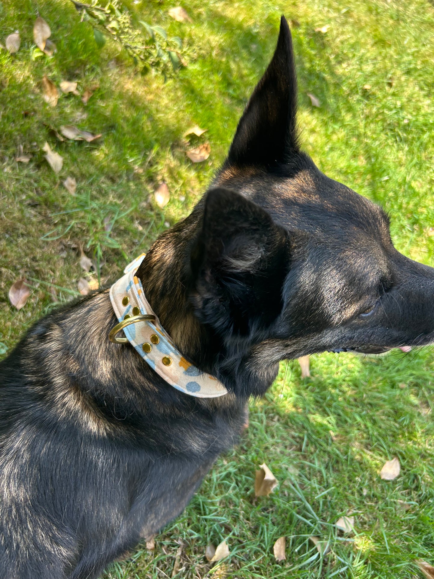 Collier Blue Bouclerie à ardillon (type ceinture)