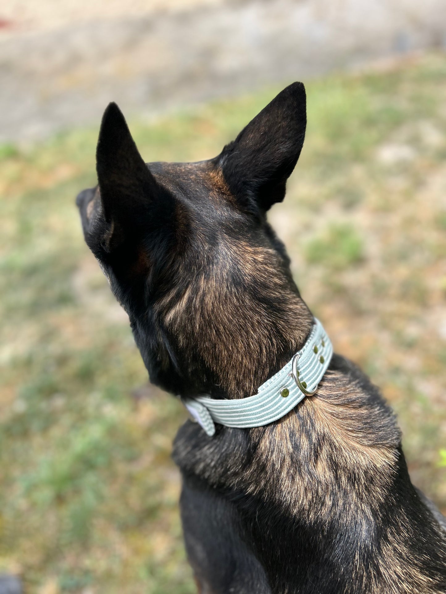 Collier Rayé vert Bouclerie à ardillon (type ceinture)