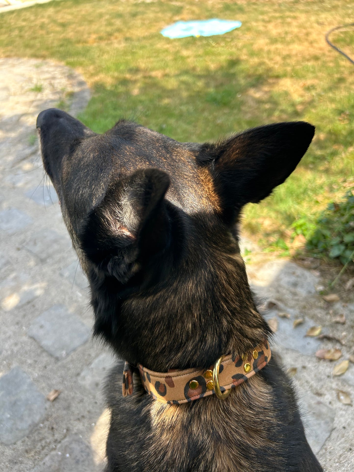Collier Roar Bouclerie à ardillon (type ceinture)