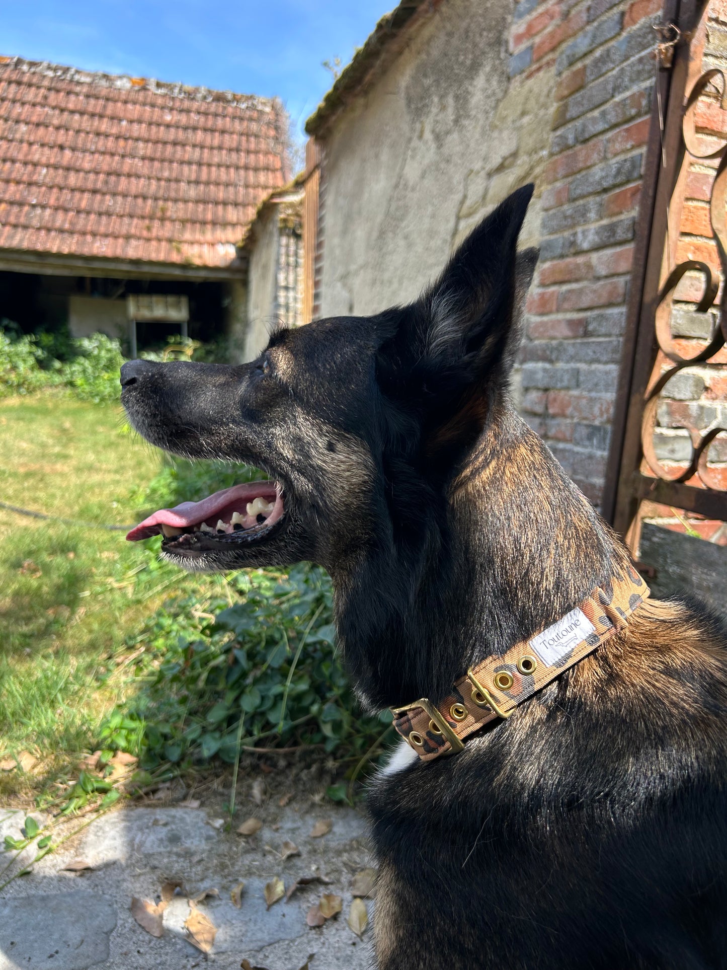 Collier Roar Bouclerie à ardillon (type ceinture)