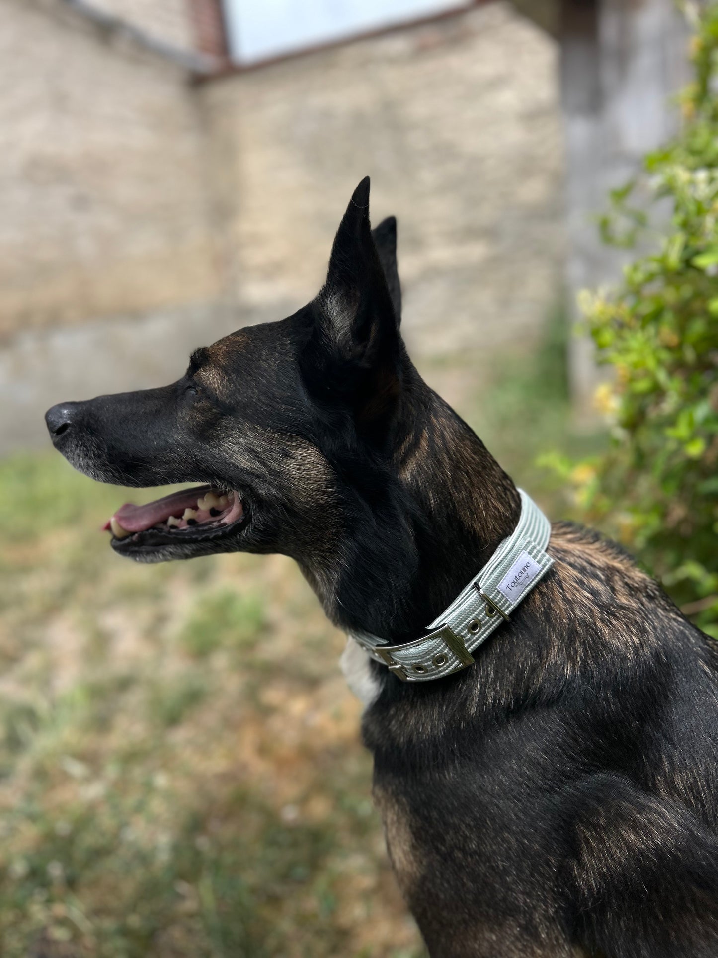 Collier Rayé vert Bouclerie à ardillon (type ceinture)