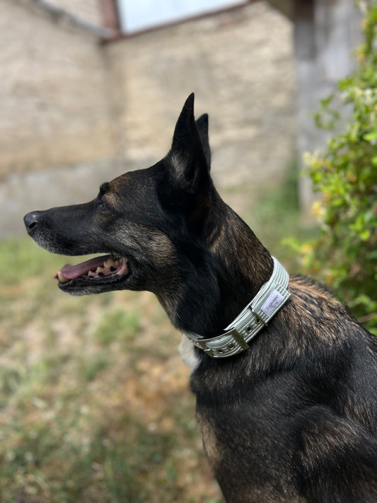 Collier Rayé vert Bouclerie à ardillon (type ceinture)
